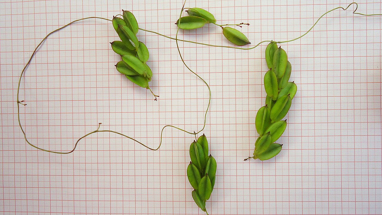 Dioscorea sincorensis: Dioscorea sincorensis R. Knuth