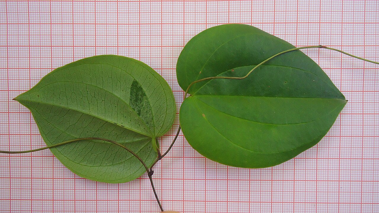 Dioscorea sincorensis: Dioscorea sincorensis R. Knuth