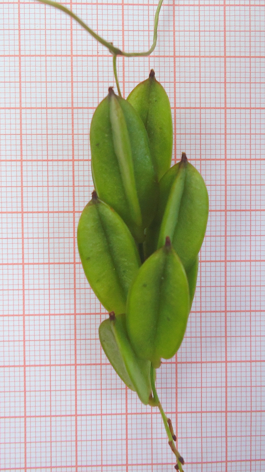 Dioscorea sincorensis: Dioscorea sincorensis R. Knuth
