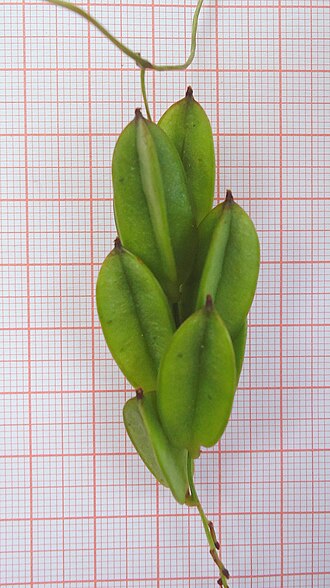 Dioscorea sincorensis: Dioscorea sincorensis R. Knuth