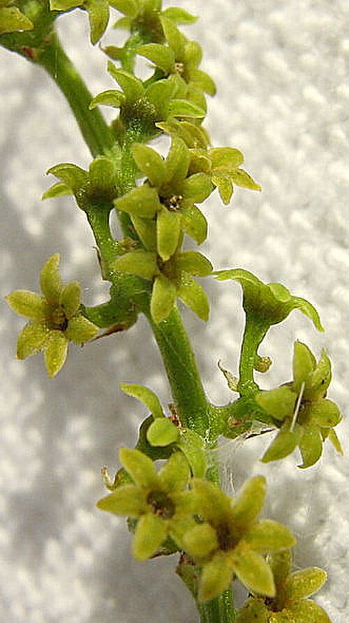 Dioscorea sincorensis: Dioscorea sincorensis R. Knuth