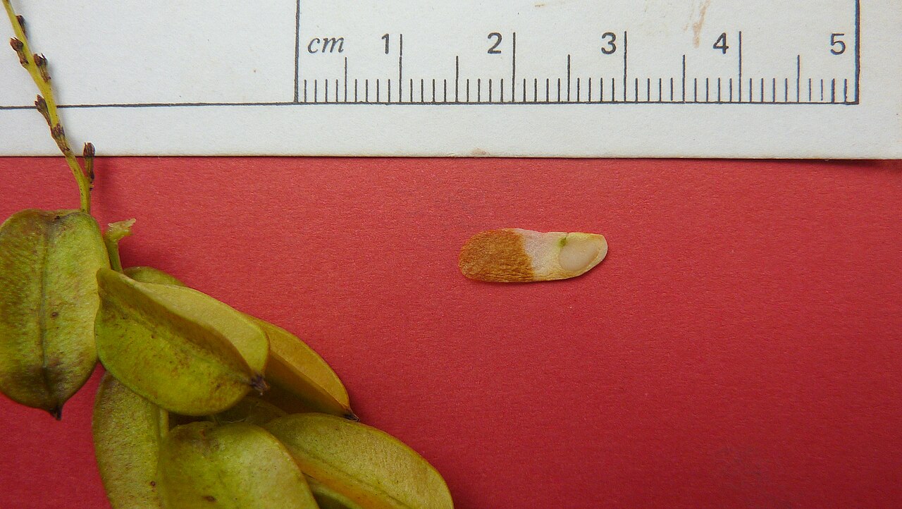 Dioscorea sincorensis: Dioscorea sincorensis R. Knuth