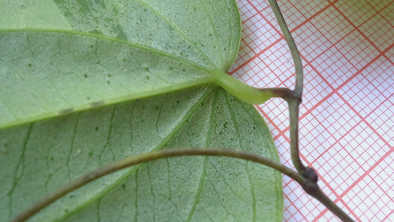 Dioscorea sincorensis: Dioscorea sincorensis R. Knuth