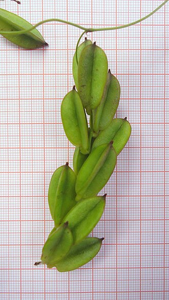 Dioscorea sincorensis: Dioscorea sincorensis R. Knuth