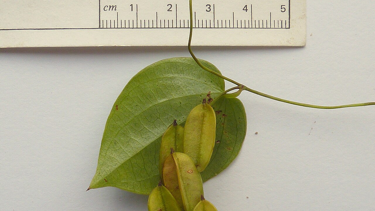 Dioscorea sincorensis: Dioscorea sincorensis R. Knuth