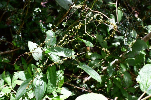 Yam (Dioscorea spiculiflora)