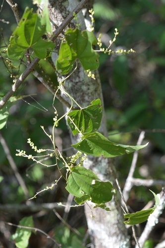 Yam (Dioscorea spiculiflora)