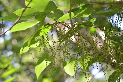 Yam (Dioscorea spiculiflora)