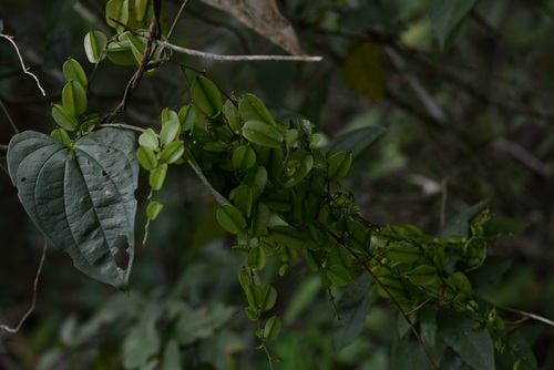 Yam (Dioscorea spiculiflora)