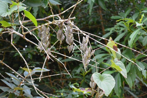 Yam (Dioscorea spiculiflora)