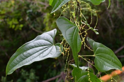 Yam (Dioscorea spiculiflora)