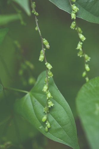 Yam (Dioscorea spiculiflora)