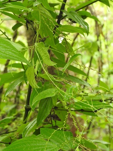 Yam (Dioscorea spiculiflora)