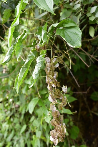 Yam (Dioscorea spiculiflora)