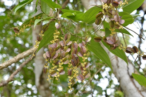 Yam (Dioscorea spiculiflora)