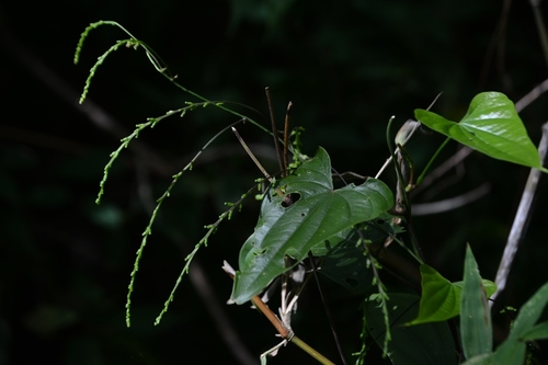Yam (Dioscorea spiculiflora)