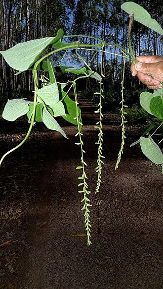 Dioscorea stegelmanniana: Dioscorea stegelmanniana R.Knuth