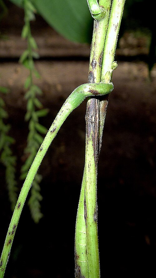 Dioscorea stegelmanniana: Dioscorea stegelmanniana R.Knuth