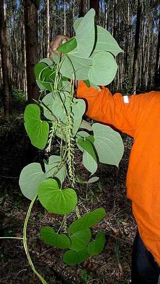Dioscorea stegelmanniana: Dioscorea stegelmanniana R.Knuth