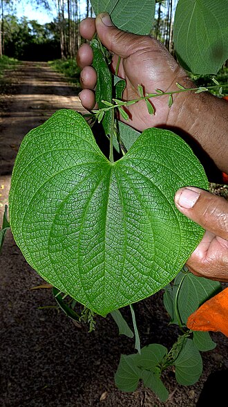 Dioscorea stegelmanniana: Dioscorea stegelmanniana R.Knuth