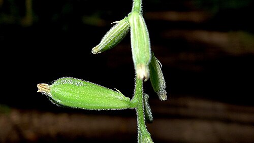 Dioscorea stegelmanniana: Dioscorea stegelmanniana R.Knuth