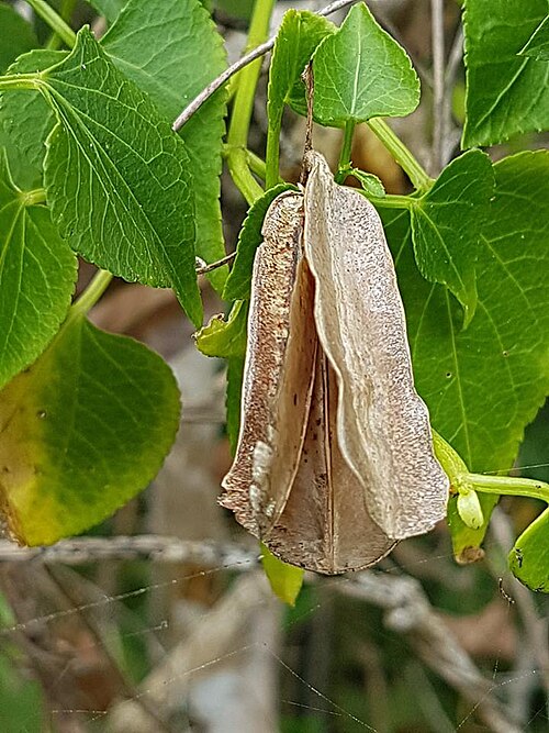 Dioscorea sylvatica: Dioscorea sylvatica Eckl. against background leaves of Adenocline acuta (Thunb.) Baill. - Nature's Valley, South Africa