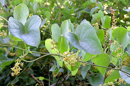 Dioscorea sylvatica: Dioscorea sylvatica Eckl. - Cobham, Maloti-Drakensberg World Heritage Site, KwaZulu-Natal, South Africa
