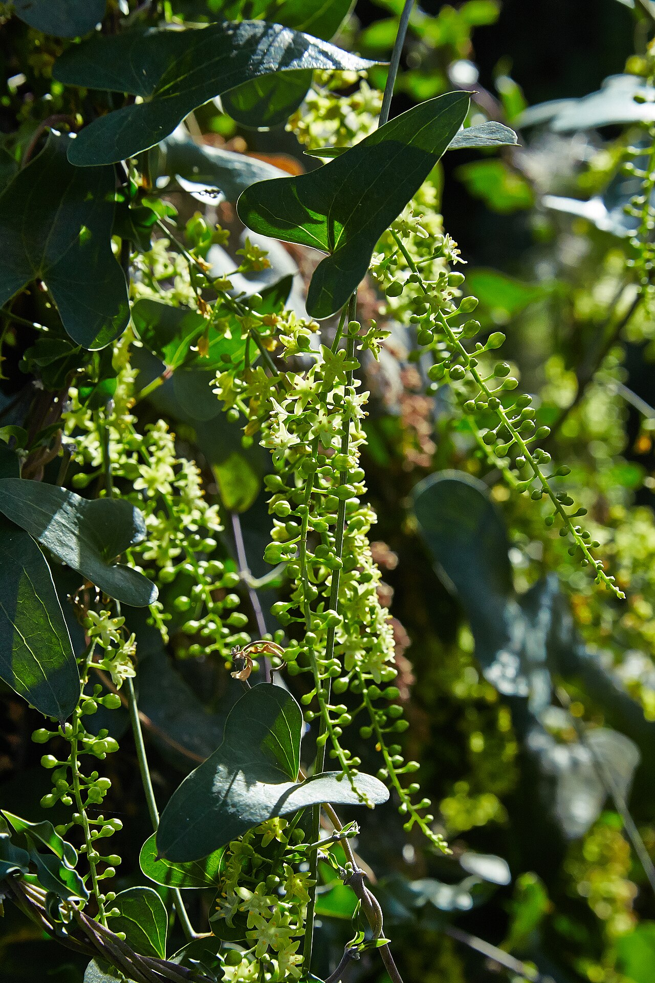 Dioscorea sylvatica: Dioscorea sylvatica identified with the help of existing labeling in Bergianska trädgården .
