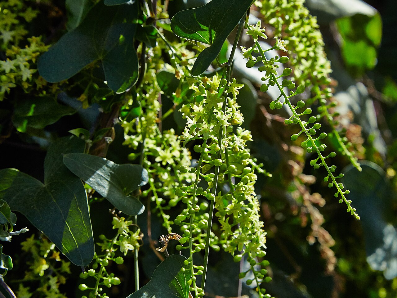 Dioscorea sylvatica: Dioscorea sylvatica identified with the help of existing labeling in Bergianska trädgården .