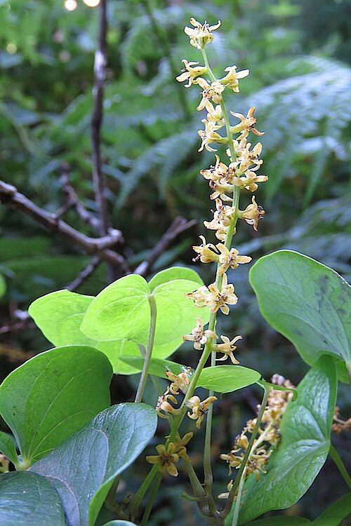 Dioscorea sylvatica: Dioscorea sylvatica Eckl. - Cobham, Maloti-Drakensberg World Heritage Site, KwaZulu-Natal, South Africa