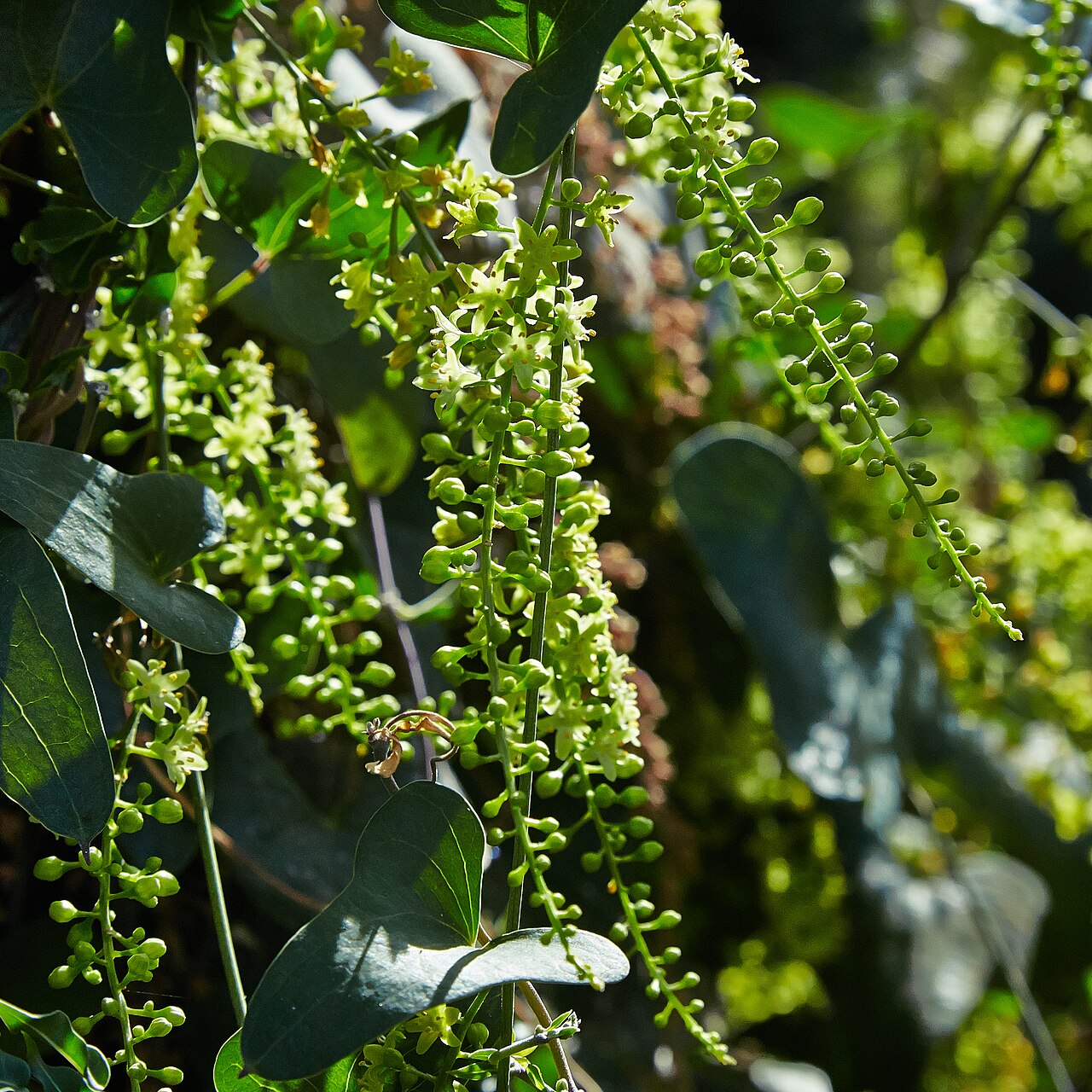 Dioscorea sylvatica: Dioscorea sylvatica identified with the help of existing labeling in Bergianska trädgården .