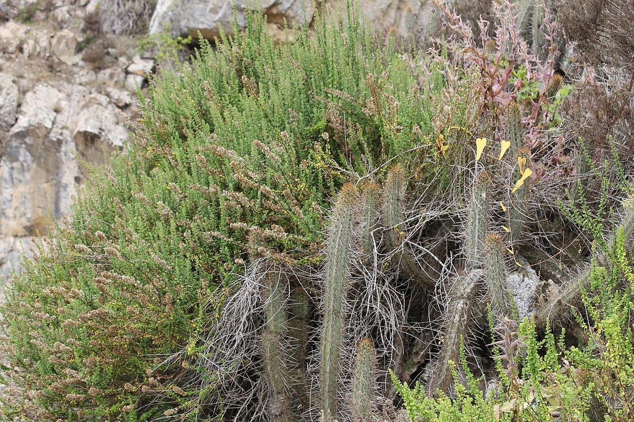 Dioscorea tenella: Quebrada Rinconada Paposo
