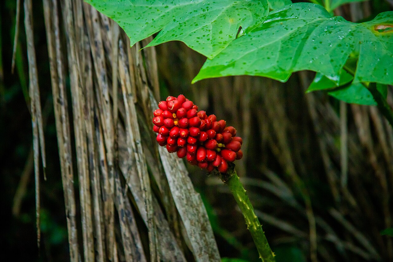 Serendipity berry: Red berries as Kyabobo National Park