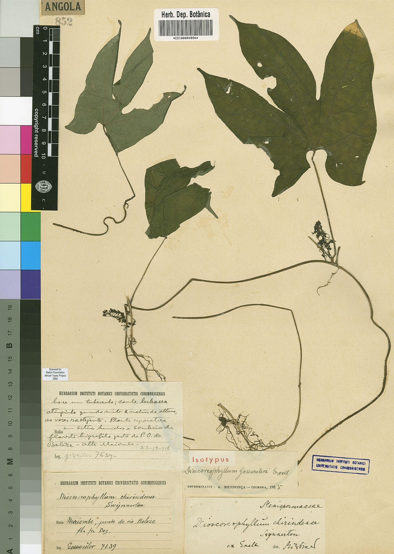 Dioscoreophyllum gossweileri: Photograph of Isotype of Dioscoreophyllum gossweileri at Herbarium of the University of Coimbra, Portugal (COI). Specimen COI00004934. http://coicatalogue.uc.pt