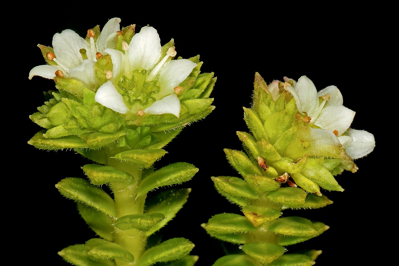Baardskeerders bitterbuchu: Diosma awilana , flowers; Kirstenbosch National Botanical Garden, Cape Town, Western Cape, South Africa