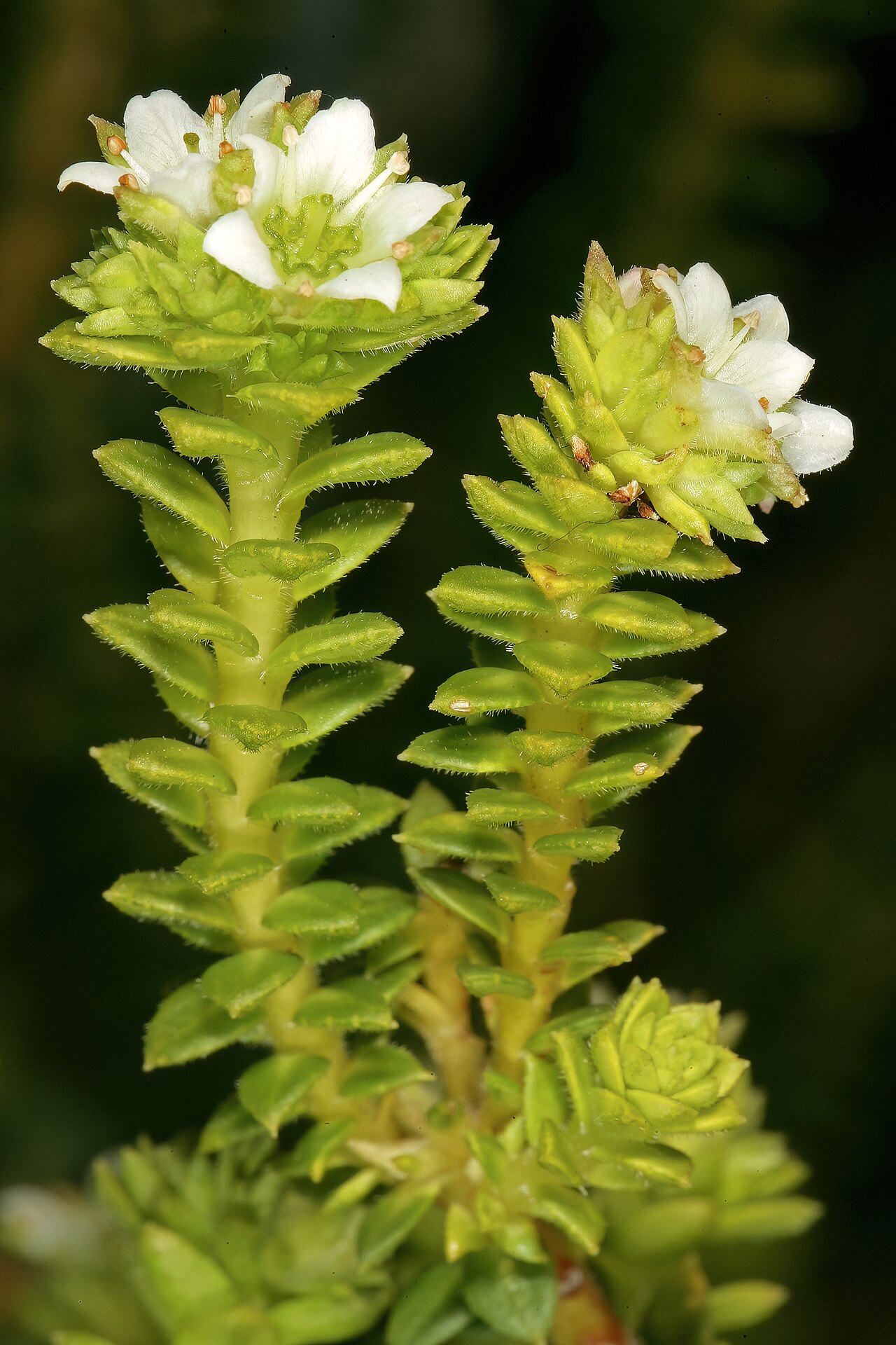 Baardskeerders bitterbuchu: Diosma awilana , flowers; Kirstenbosch National Botanical Garden, Cape Town, Western Cape, South Africa