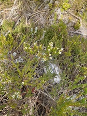 Diosma demissa (Diosma demissa)