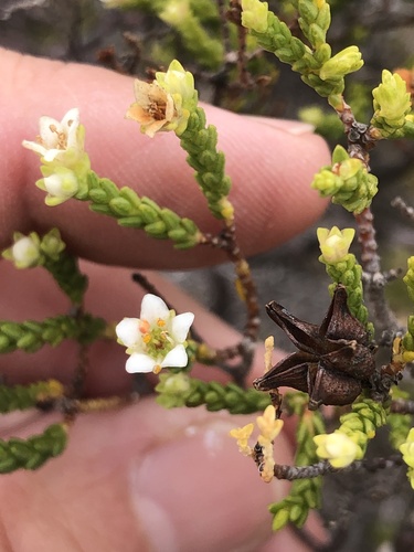 Diosma demissa (Diosma demissa)