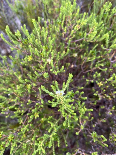 Diosma demissa (Diosma demissa)