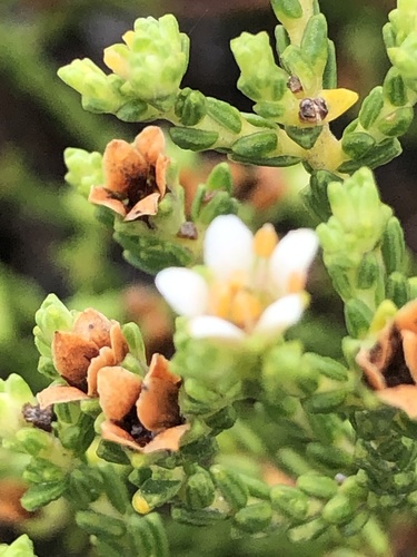Diosma demissa (Diosma demissa)