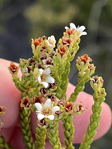 Diosma demissa (Diosma demissa)