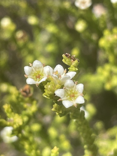Diosma demissa (Diosma demissa)