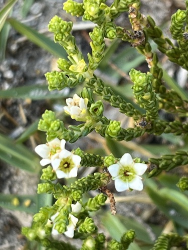 Diosma demissa (Diosma demissa)