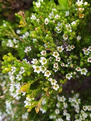 Diosma demissa (Diosma demissa)