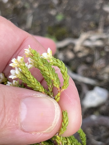 Diosma demissa (Diosma demissa)