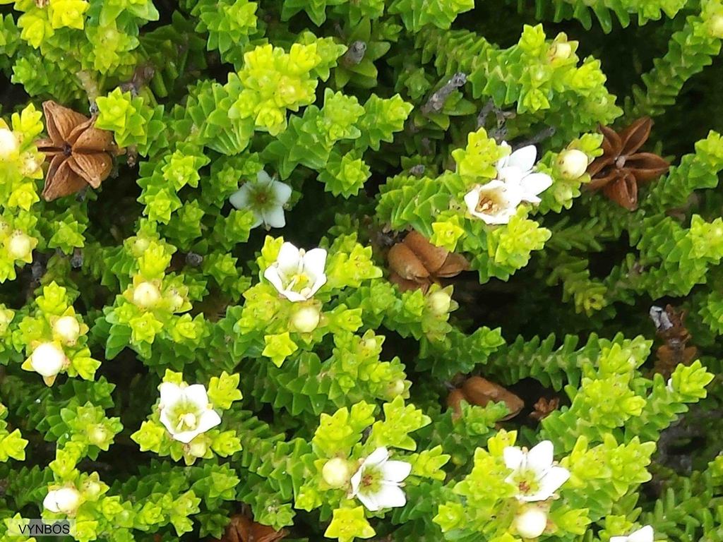 Diosma demissa (Diosma demissa)