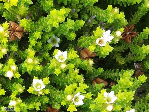 Diosma demissa (Diosma demissa)