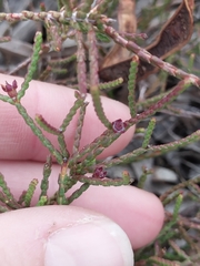 Diosma dichotoma (Diosma dichotoma)