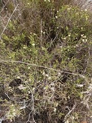 Diosma dichotoma (Diosma dichotoma)