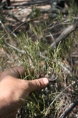 Diosma dichotoma (Diosma dichotoma)